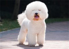 ���𹷹�˫������ԭ���Σ��