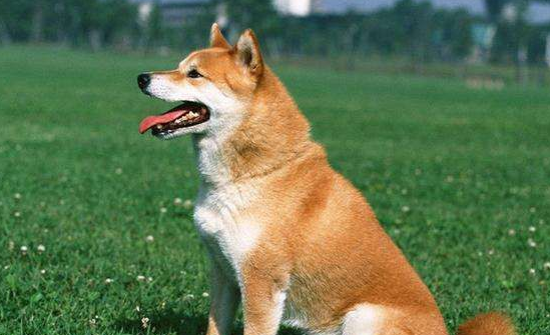 ��ô����С���ڲݵ��ϱ�㣿