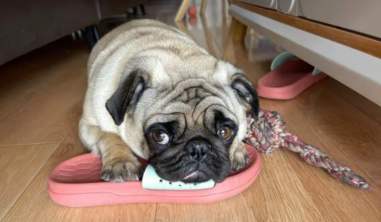 狗狗吃坏东西呕吐拉稀没精神怎么办