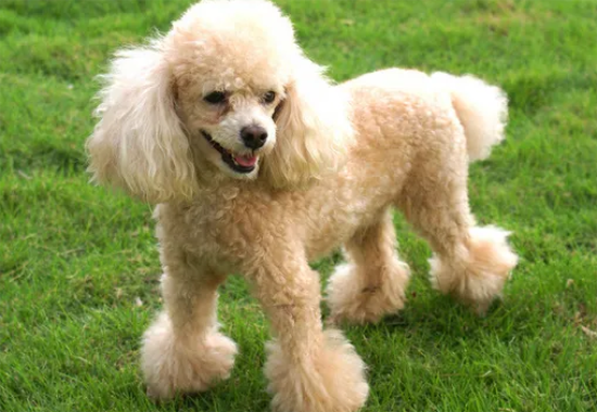 ���������Ѫ����ô�죿