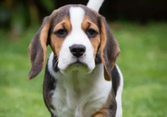 ����Ƥ������ô����ģ�Ӧ����ôԤ��