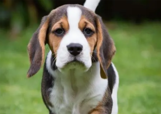 ����Ƥ������ô����ģ�Ӧ����ôԤ��