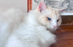 è���ץҧ�˵�ԭ�����������