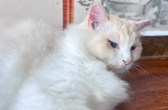 è���ץҧ�˵�ԭ�����������