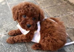 ���Ȯ���ж�����뿪ĸ��