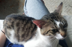 ��Щʳ�ﲻ�������è��