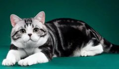 è�仳����ʳ��Ҫ��ʲô����Ӫ����