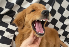 ������ëȮ��ô����