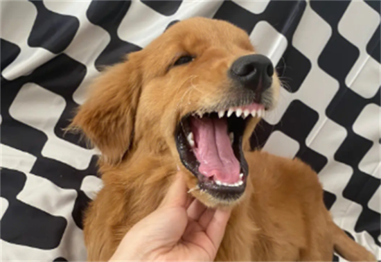 ������ëȮ��ô����