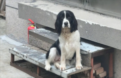 ������ϸС�����ܹ�Σ���ڣ�