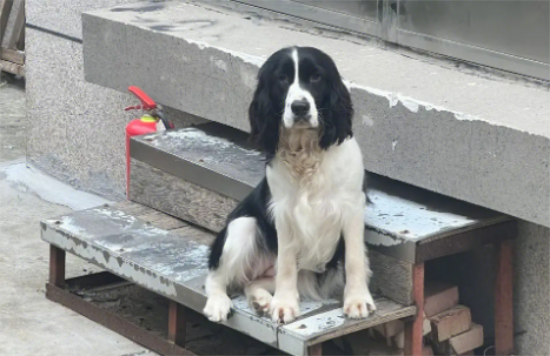 ������ϸС�����ܹ�Σ���ڣ�