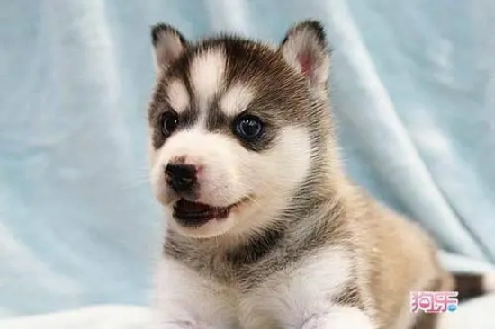 犬传染性肝炎用什么治疗?