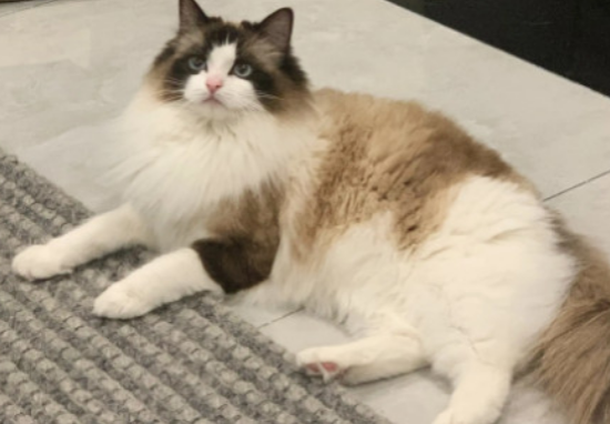 ����Сè��5����������