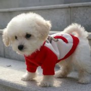 Ȯ������Ƥ��ԭ��֢״