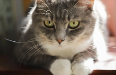 ι���껨è�ķ���