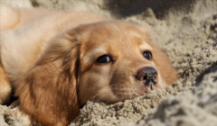 ��ëȮ��ʲôʳ���