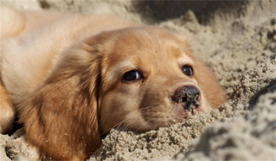 ��ëȮ��ʲôʳ��ã���ëι����������Щ