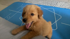 ��ë����ÿ��Ե�����Ϊʲô