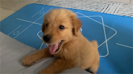 金毛可以每天吃蛋黄吗为什么 金毛可以每天吃蛋黄吗为什么