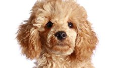 ����ʳ�������ԭ��