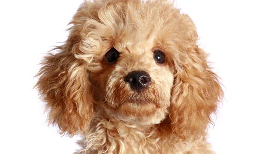 ����ʳ�������ԭ��