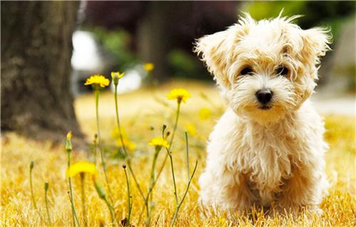 狗狗洗澡不吹干的危害