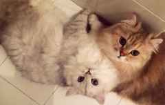 ��ֹè��ץ�Ҿߵķ�������Щ