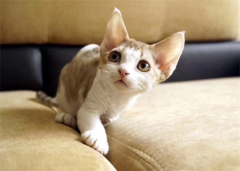 ����è��������Щ��������