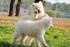 ������ôѵ�������������ٳɷ�