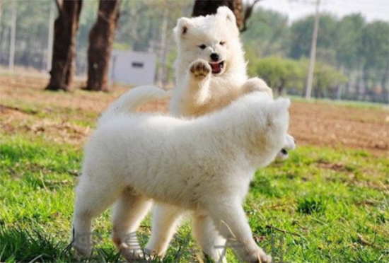 狗狗怎么训练?教你五招速成法