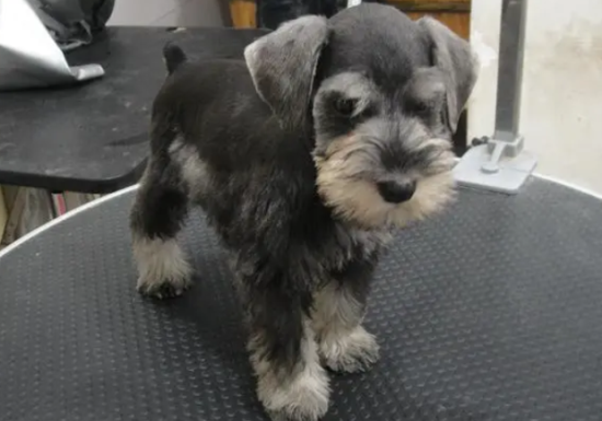 ��θ�ѩ�������ݵ�5����֪