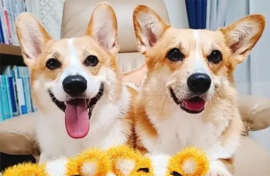 如何挑选柯基幼犬?