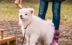 ��ΰﹷ�����ŵ׵�ë