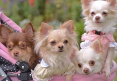 ��С�Ĺ���ʲôƷ�֣�