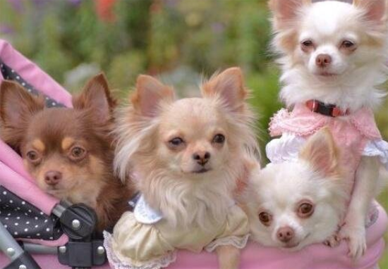 最小的狗是什么品种?