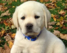 ��ôѵ�������С���ࣿ