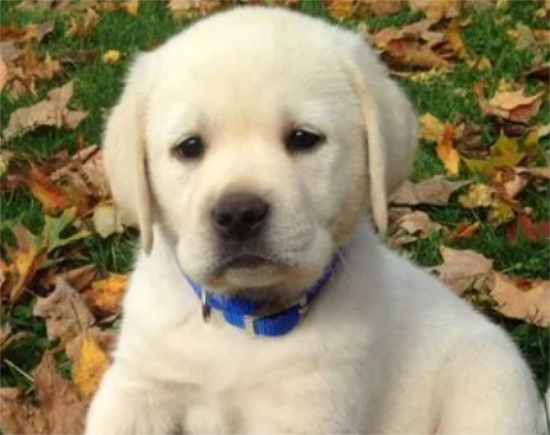 怎么训练狗变成小跟班?