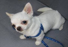 ������֫������·û������ô���£�