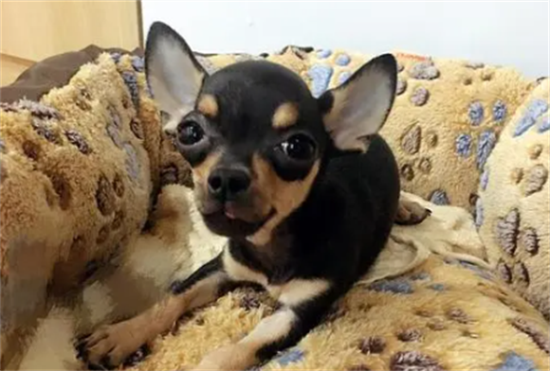 ������֫������·û������ô���£�