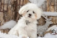 ĸ�������¾���֢״����Щ��