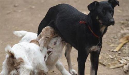 狗狗怎么样才算配种完成?