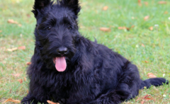 Ϊ�����޼����ŵ�ëע��Щʲô