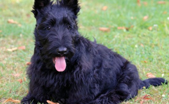 Ϊ�����޼����ŵ�ëע��Щʲô