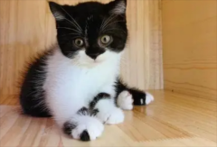 è��ץ������ô���