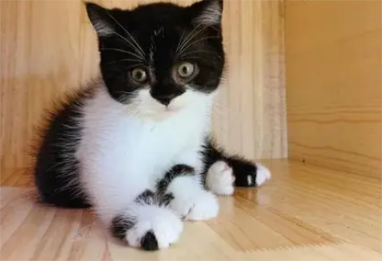 猫咪抓窗帘怎么解决