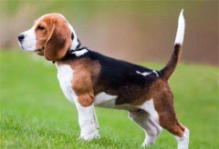 �����Ƿ���ɹ��ˣ������жϣ�