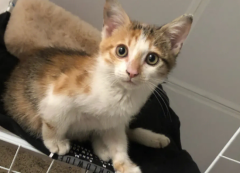 �����ֹ����è�Ϸ�����