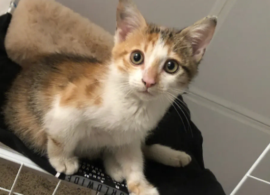 �����ֹ����è�Ϸ�����