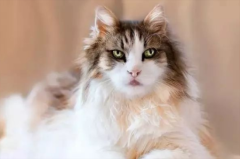 è����Դ��·���