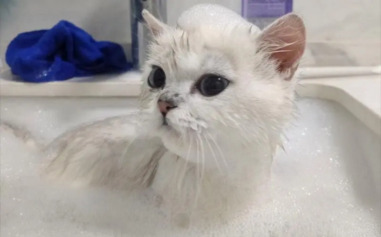 猫咪不愿洗澡怎么办?